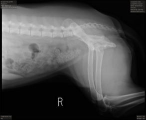 Xray - ABD – Right Lat