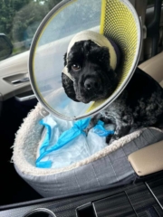 Small black dog with a cone and bandaged head