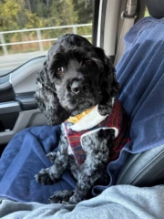 Small black dog sitting in a car seat with a red vest on