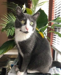 Grey and white cat in front of a house plant