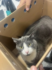 Grey and white cat inside a cardboard pet carry