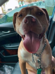 A brown dog in the front seat of a car, looking at the camera with its tongue out