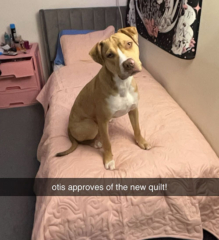 A brown dog sitting on a quilt on top of a bed looking at the camera